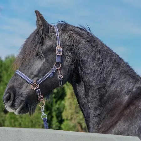 Gf Luxury With Indoor Pool -afytos Вилла